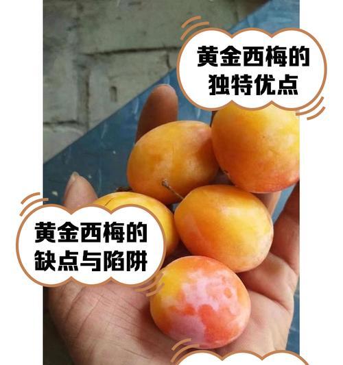 黄金梅花的养殖技巧是什么？