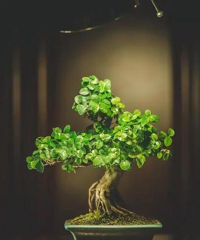 雀梅树桩造型艺术：怎样塑造独特形态？
