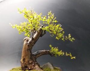 雀梅树桩造型艺术：怎样塑造独特形态？