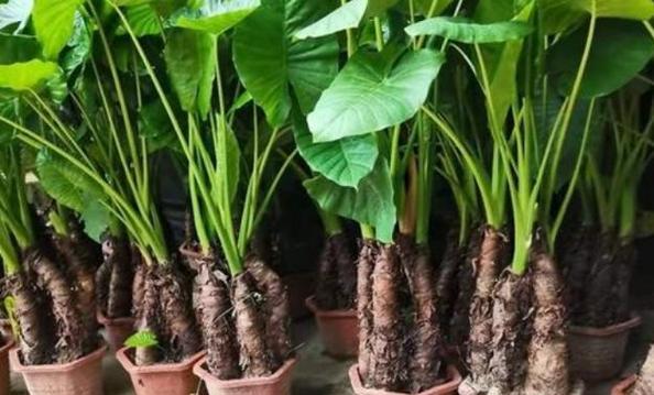 观赏植物芋有多少种？它们的养护和特点是什么？