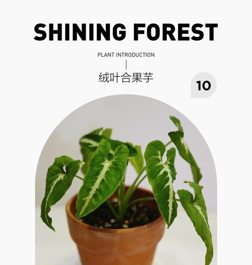 观赏植物芋有多少种？它们的养护和特点是什么？