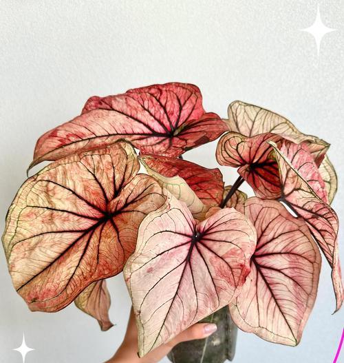 观赏植物芋有多少种？它们的养护和特点是什么？