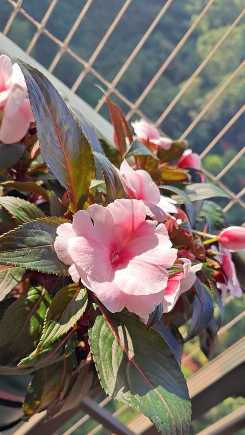 室内盆栽凤仙花怎么养？日常护理有哪些要点？