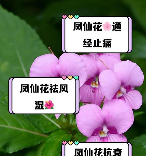 室内盆栽凤仙花怎么养？日常护理有哪些要点？