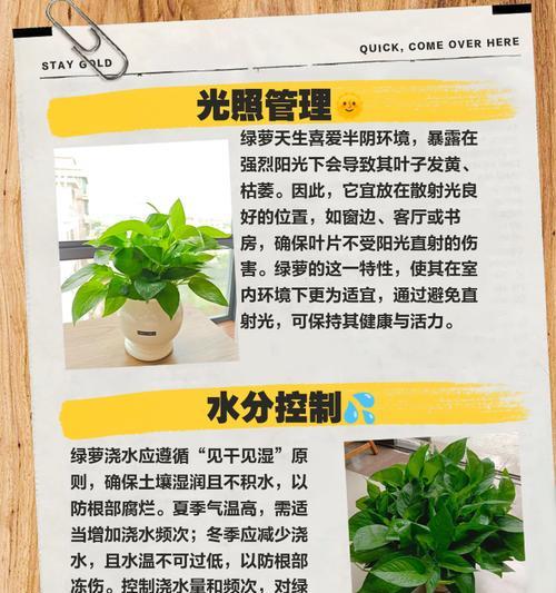 绿萝快速生长的秘诀是什么？