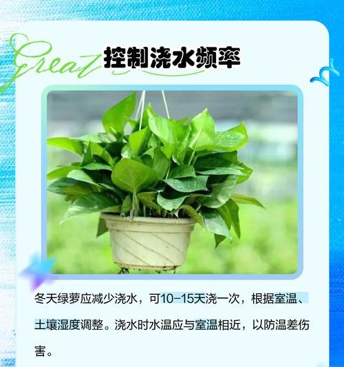 绿萝快速生长的秘诀是什么？