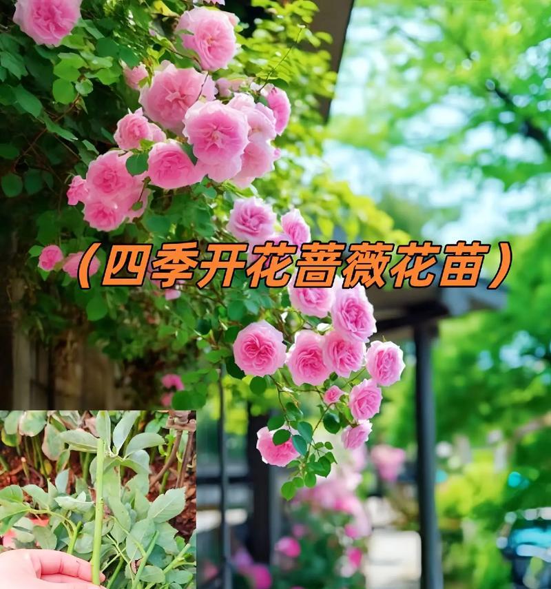 蔷薇如何修剪？修剪蔷薇的最佳时机和方法是什么？
