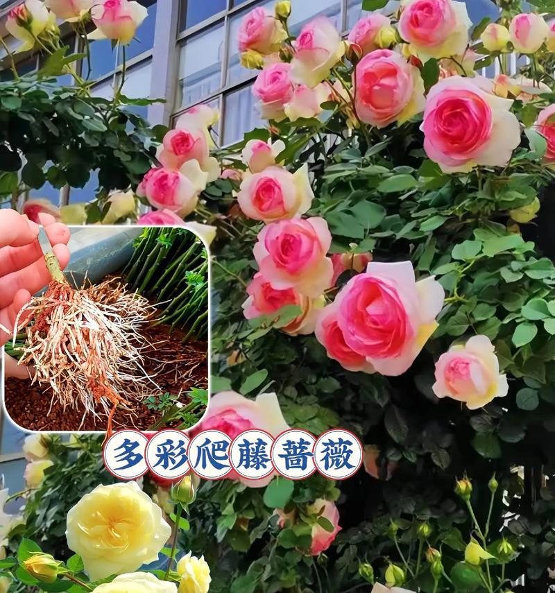 蔷薇如何修剪？修剪蔷薇的最佳时机和方法是什么？
