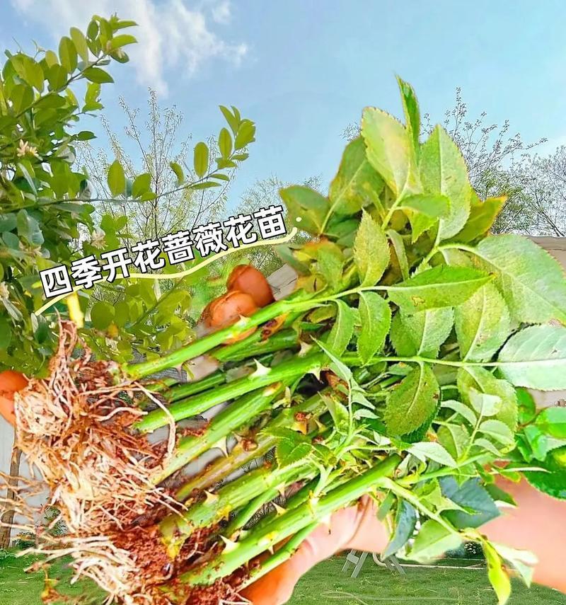 蔷薇如何修剪？修剪蔷薇的最佳时机和方法是什么？