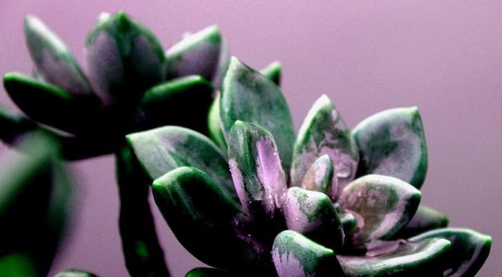 宝石花有哪些品种？宝石花的种植技巧是什么？