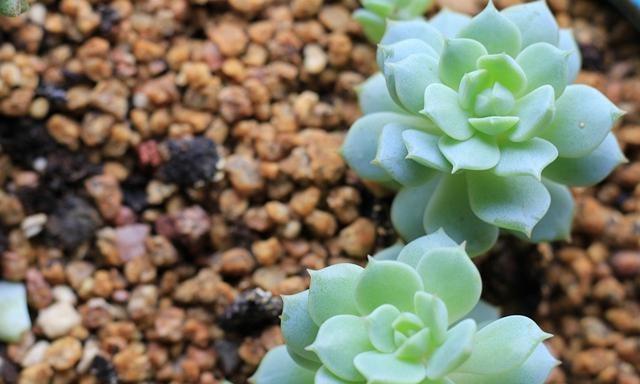 宝石花有哪些品种？宝石花的种植技巧是什么？