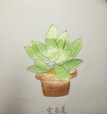 宝石花有哪些品种？宝石花的种植技巧是什么？
