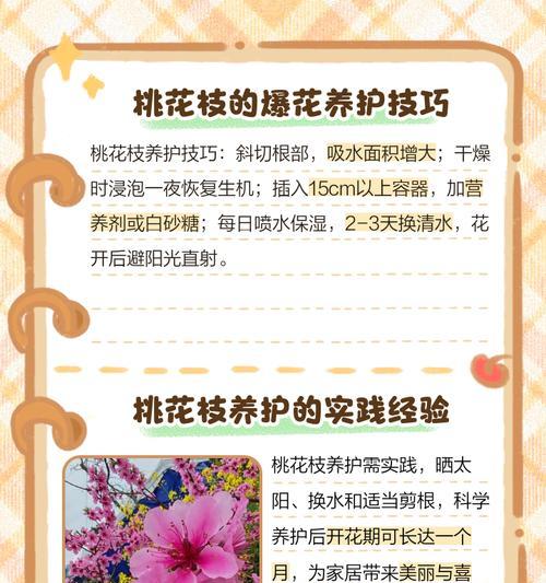 什么是主枝？主枝在植物生长中起什么作用？
