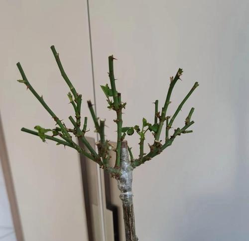 什么是主枝？主枝在植物生长中起什么作用？