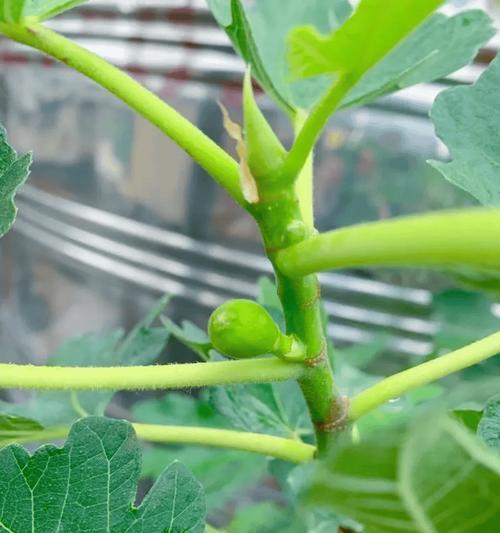 什么是主枝？主枝在植物生长中起什么作用？