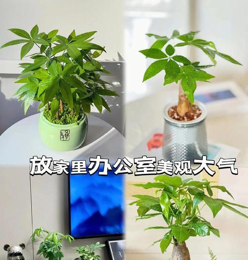 发财树的属性什么？它对环境有何要求？