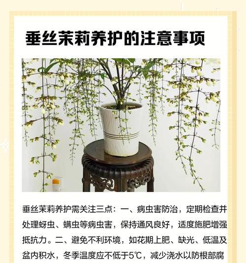 茉莉花修枝的最佳时机和方法是什么？
