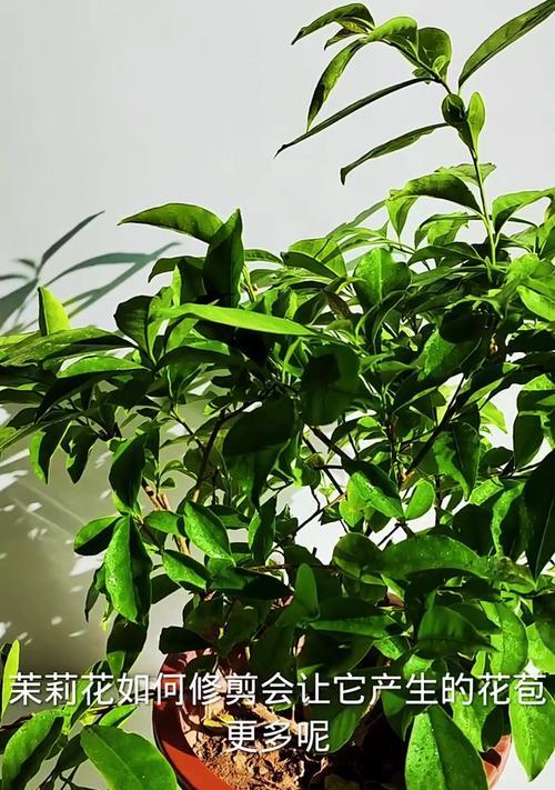 茉莉花修枝的最佳时机和方法是什么？