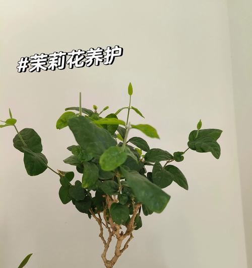 茉莉花修枝的最佳时机和方法是什么？