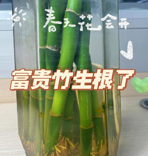发芽后富贵竹繁殖的技巧有哪些？