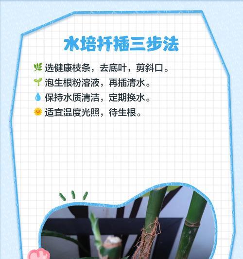 发芽后富贵竹繁殖的技巧有哪些？