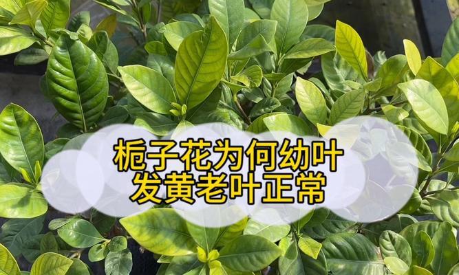 栀子叶子发黄的解决方法是什么？