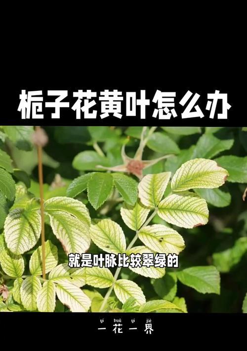 栀子叶子发黄的解决方法是什么？