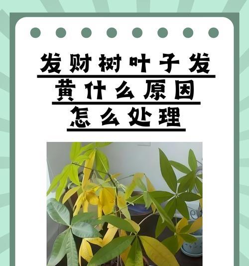 招财树打理技巧是什么？如何保持招财树健康生长？