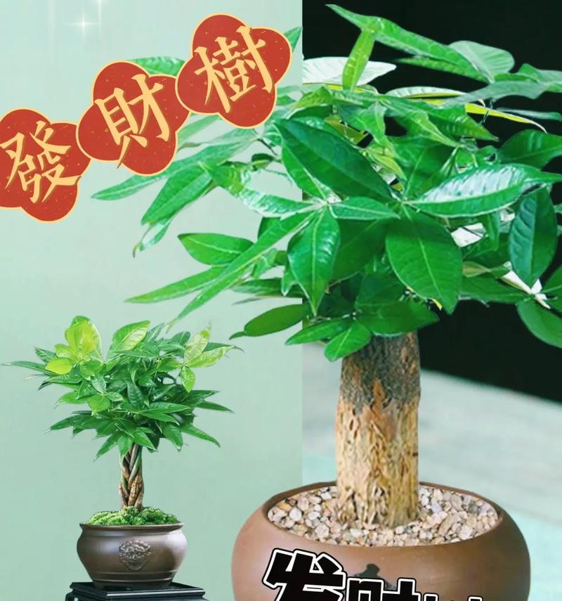 招财树打理技巧是什么？如何保持招财树健康生长？