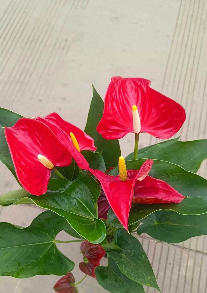 红掌的花语寓意是什么？红掌代表的含义有哪些？