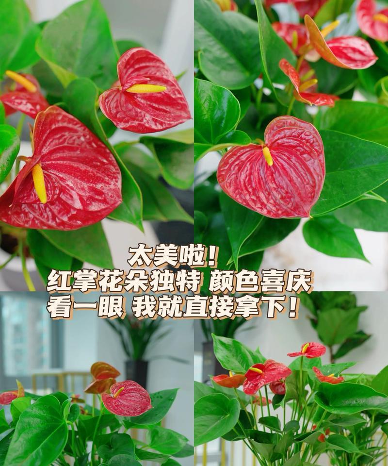 红掌的花语寓意是什么？红掌代表的含义有哪些？