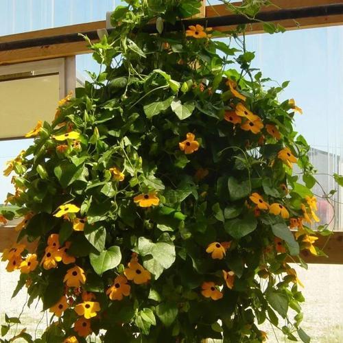 吊篮花品种推荐？吊篮花种植需要注意什么？