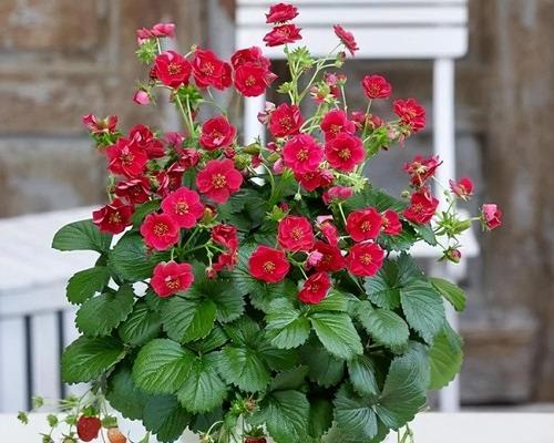 吊篮花品种推荐？吊篮花种植需要注意什么？