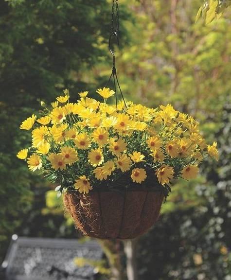 吊篮花品种推荐？吊篮花种植需要注意什么？