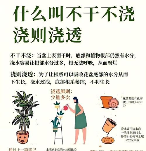 五针松浇水的正确方法？如何避免根部腐烂？