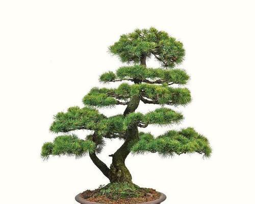 五针松浇水的正确方法？如何避免根部腐烂？