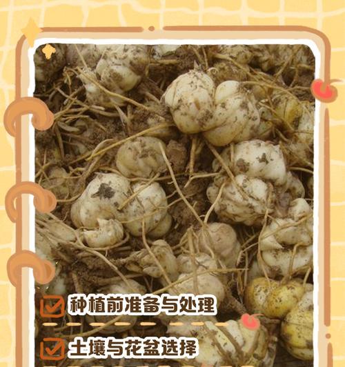 百合种植的步骤和技巧是什么？
