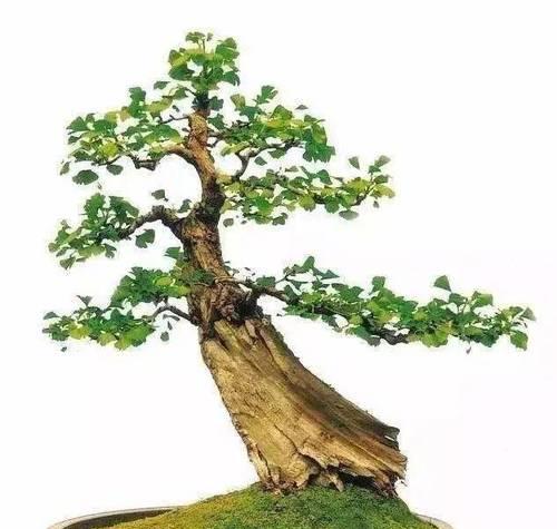 盆栽银杏树的养护要点是什么？