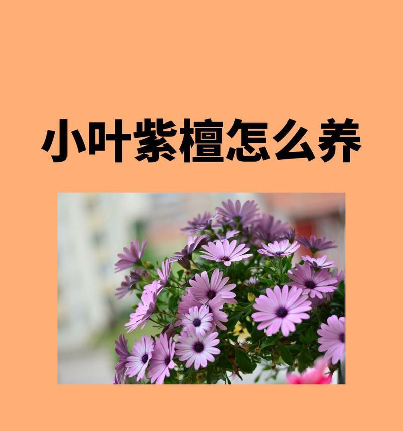 小叶紫檀养殖技巧有哪些？如何正确养殖小叶紫檀？