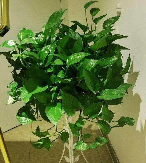 耐阴花卉有哪些？哪些植物适合在光照不足的环境中生长？