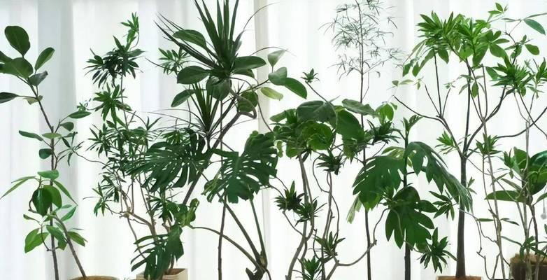 耐阴花卉有哪些？哪些植物适合在光照不足的环境中生长？