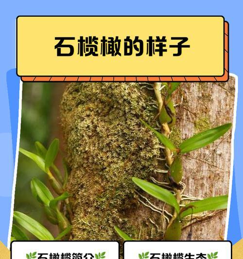 石橄榄的种植方法是什么？如何确保其生长？