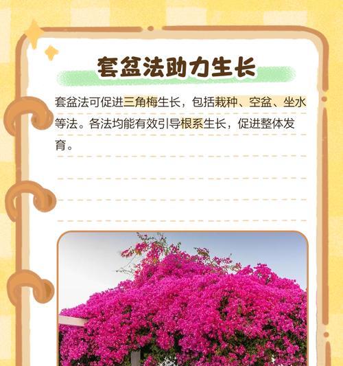 三角梅的养殖技巧和常见问题解答？