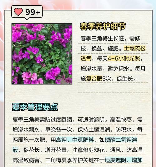 三角梅的养殖技巧和常见问题解答？