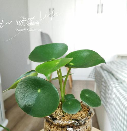 皱叶椒草的养殖方法有哪些？