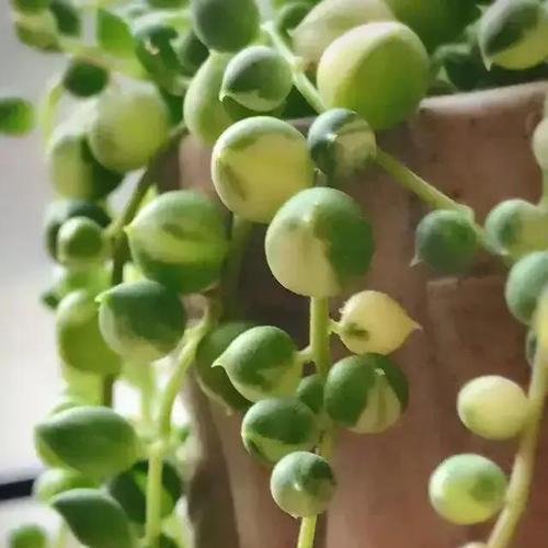 夏天佛珠植物施肥的正确方法是什么？