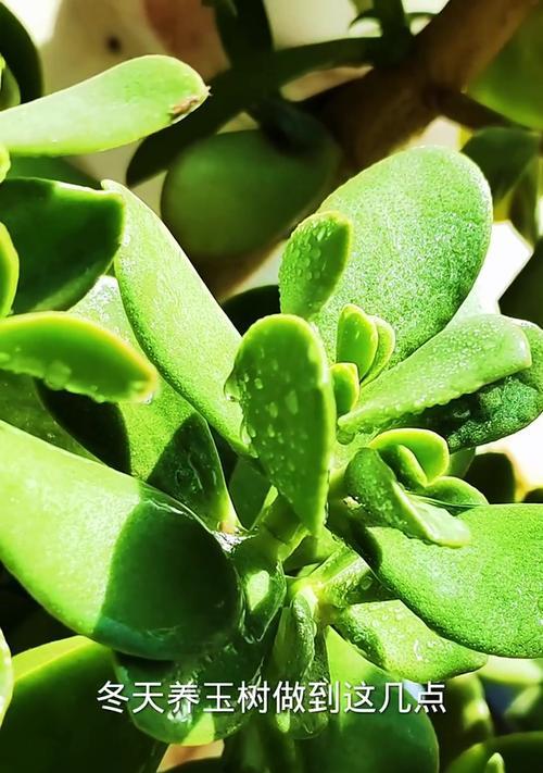 夏天佛珠植物施肥的正确方法是什么？
