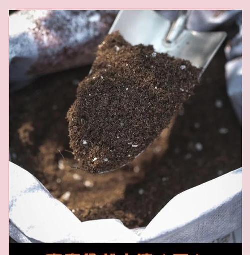盆栽玫瑰花应该使用哪种土壤？如何确保土壤质量？