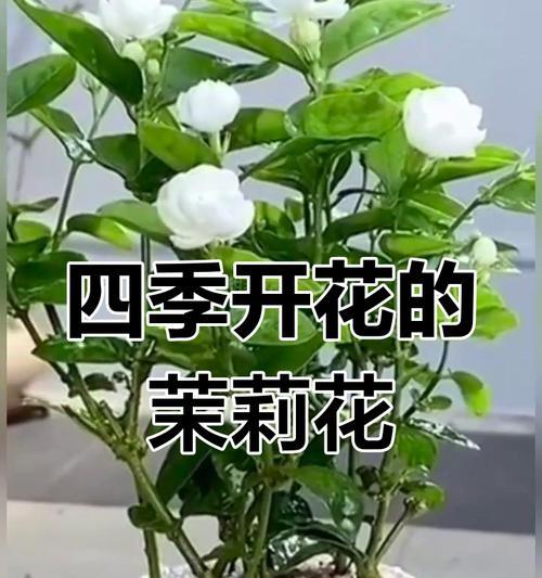 茉莉花盆栽的养护技巧有哪些？