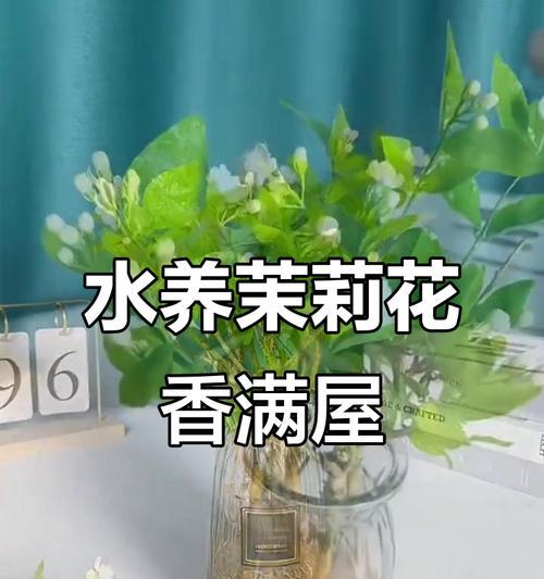 茉莉花盆栽的养护技巧有哪些？